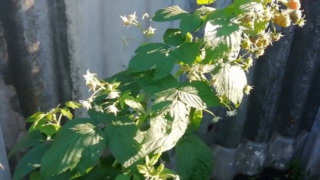 Имена тройняшек.Что случилось с саженцами из сады Урала. смотреть онлайн