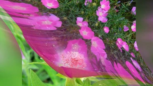 КАЛЛИРОЕ (CALLIRHOE) сем. Мальвовые смотреть онлайн