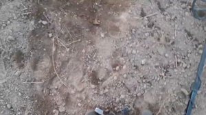 Добиваю то место где нашёл чешую.Металлоискатель нокта симплекс плюс