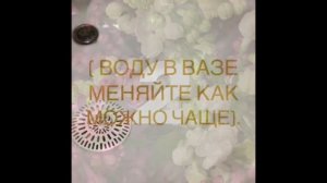 Как продлить жизнь сирени? Как оживить сирень? Сирень . Лето 2018 . Уход за цветами . Дом и огород