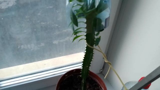 Молоча́й треуго́льный, или Молоча́й трехгра́нный. Суккулент не кактус.