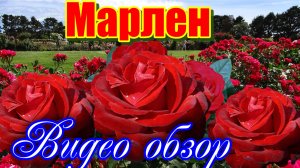 Обзор розы Марлен (Чайно гибридная) - Marlene (Tantau Германия, 2017)