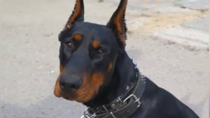 Клип|Доберман|Эго