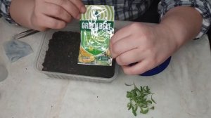 Черенкуем Гвоздику Менестрель!! Китайская Гвоздика!!