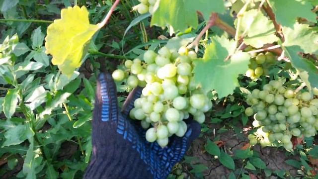 20160802 Виноград Гарольд смотреть онлайн