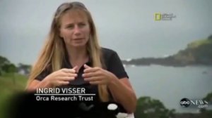 Касатка против белой акулы