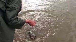 Сом на донку в Мае