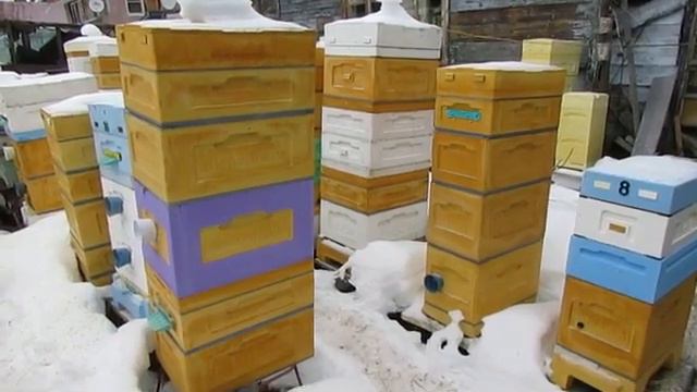 пчелы выращивают расплод в январе и феврале , в чем причина и что делать смотреть онлайн