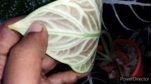 Difference between Alocasia Black 'Ninja' & Alocasia Reginula 'Black Velvet'