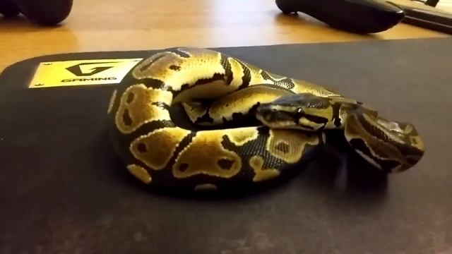 Королевский питон (Python regius unpacking)