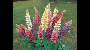 Как вырастить люпин многолетний из семян