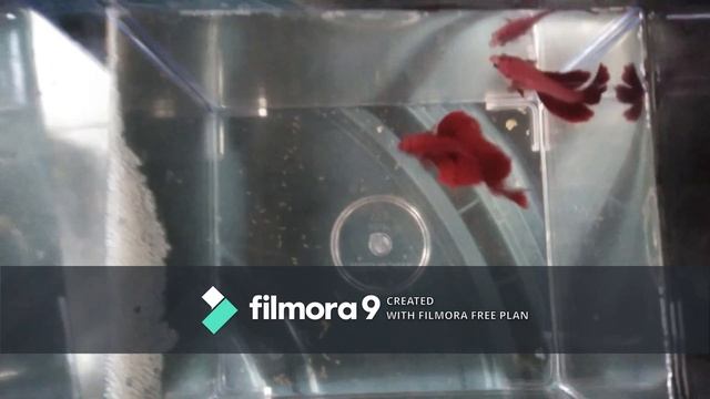 Breeding Betta Fish For Beginners (Tagalog) Step by Step Guide 2022 смотреть онлайн