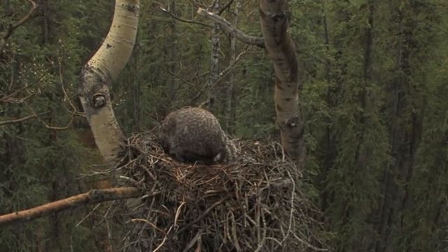 great gray owl family смотреть онлайн