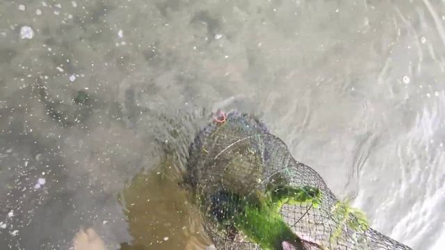 Рыбалка на верши, ятеря, морды!!! С этой снастью без рыбы вы не останетесь!!! смотреть онлайн