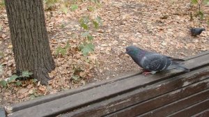 Тот самый серый бельчонок, который не только выжил, но и может постоять за себя