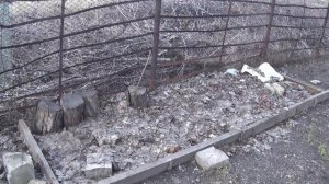 Разведение красных, колированных червей