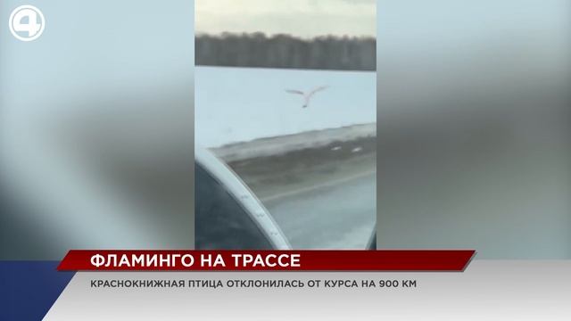 Розовый фламинго в Тюменском тракте