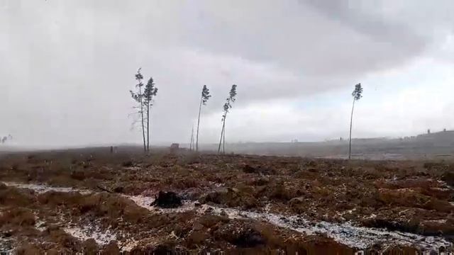 Посадка сосны обыкновенной 5052022 в Бурятии