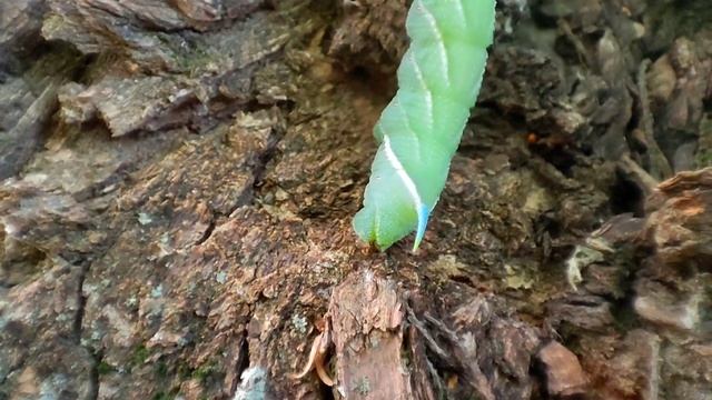 Бражник глазчатый (Smerinthus ocellatus) ? смотреть онлайн