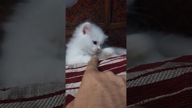 Cute Kitten attack mode is ON