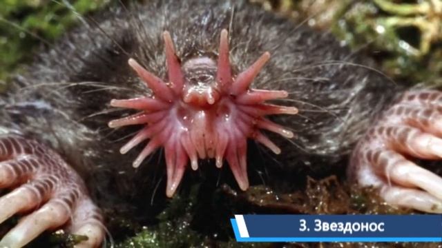 5 НЕОБЫЧНЫХ ЖЫВОТНЫХ