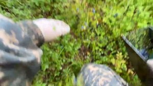 Карелия. Грабилка для сбора ягод (комбайн для ягод, черника)