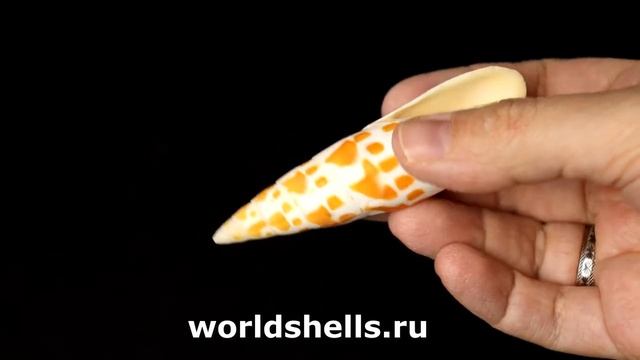 Митра митра (Mitra mitra) 8 см. смотреть онлайн