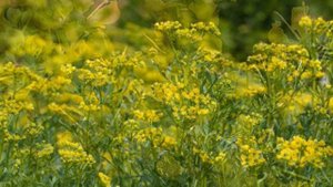 Использование руты душистой в лечебных целях рецепты