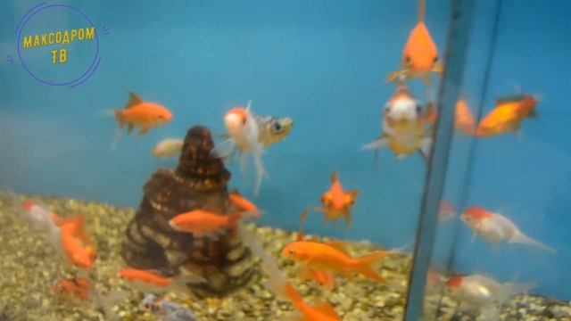 МаксоДром и снежные горки смотреть онлайн