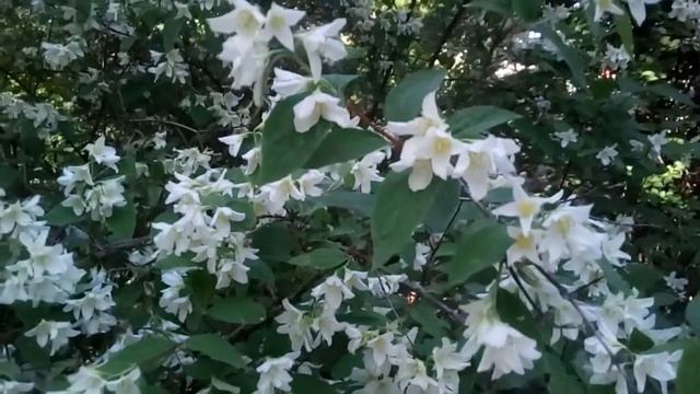 Цветущий жасмин смотреть онлайн