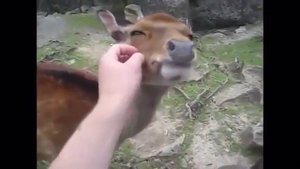 Ручной олень