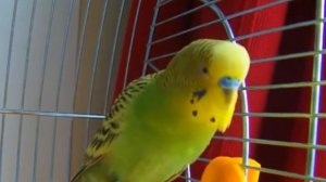 пение волнистых попугаев,скрип