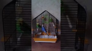 Список деревьев и кустарников из которых можно сделать жердочки, а также давать попугаям грызть.