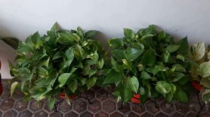 Money Plant Care// Green & healthy // Fertilizer // Easy grow to soil & water