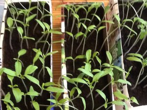 Пикировка томатов