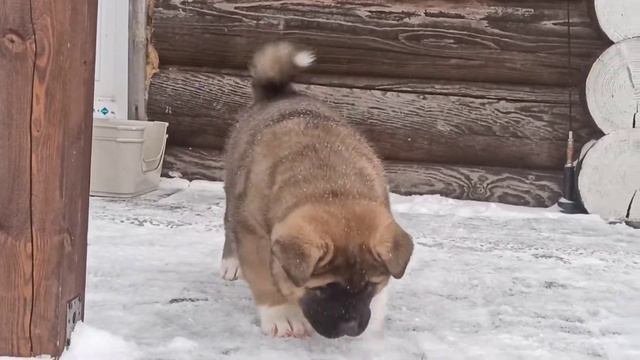 девочка американской акиты от 14.10 смотреть онлайн