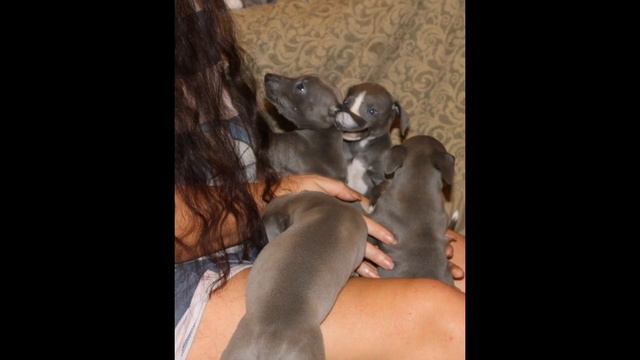 Щенки уиппета против морозов💙🥰 смотреть онлайн