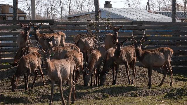 Маралы благородных кровей: в селе Грибское поселились необычные постояльцы