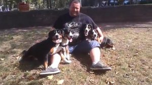 Энтлебухер зенненхунд щенки