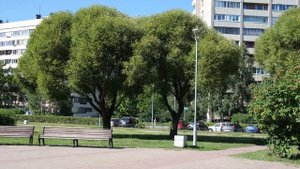 Парк на улице Турку, Санкт-Петербург (4К)