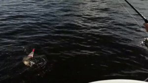 Рыбалка 2020. Рыбинское водохранилище.