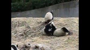 Панды устроили массовую драку