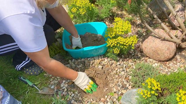 Эдельвейс, посадка и уход смотреть онлайн