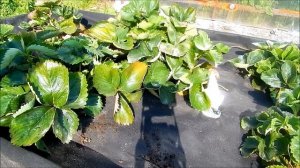 Поздняя осенняя посадка клубники и подготовка к зимовке