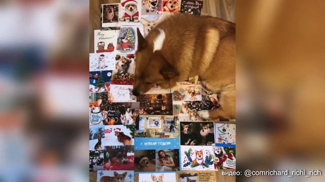 Эти забавные корги. Выпуск 1 смотреть онлайн