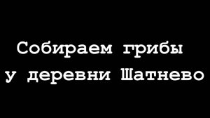 Собираем грибы у деревни Шатнево 10,09,2023