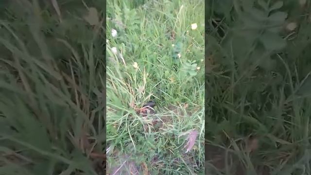 ЖЕСТЬ "ЗМЕЯ ИЗ ВОДЫ УКУСИЛА МЕНЯ " смотреть онлайн