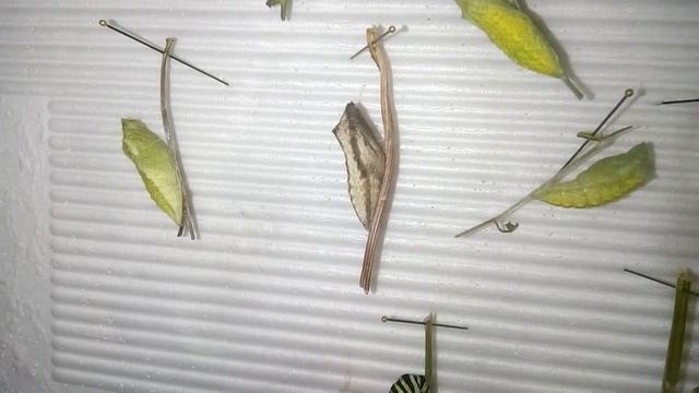 Куколки Махаона. смотреть онлайн