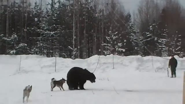 Бушуй и Шуга с Копки