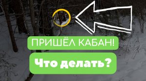 Пришёл кабан! Что делать?